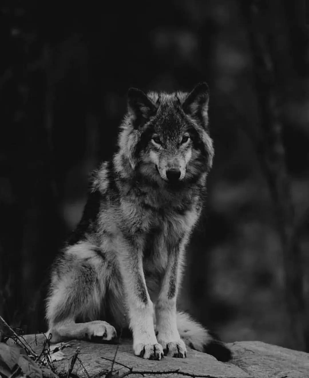76张关于狼的摄影照片 | 创意悠悠花园